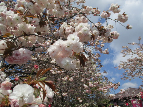 50天平の丘公園7
