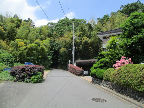 114竹林1