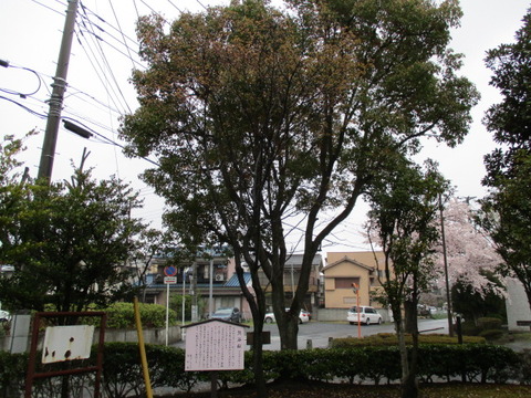 15中央公園6
