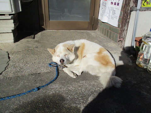 14犬