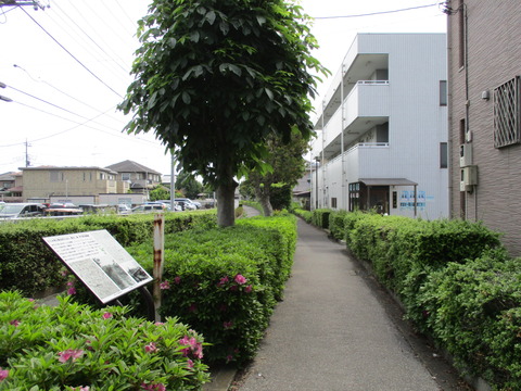 15つばき橋6