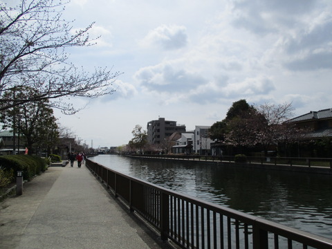 30新川千本桜3