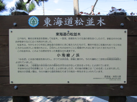 139改めて旧東海道松並木6