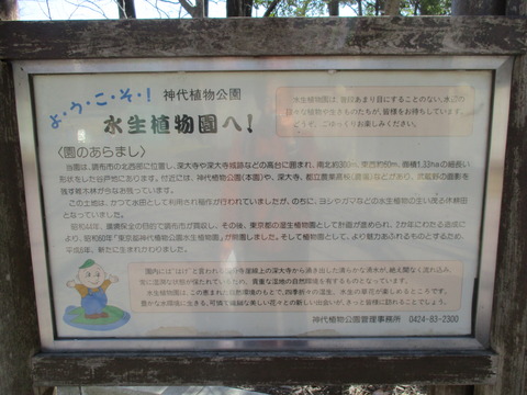 107水生植物園2