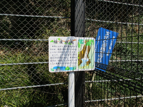 113縞屋の滝4