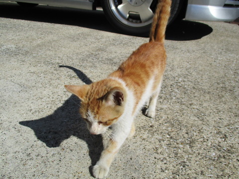 49猫4