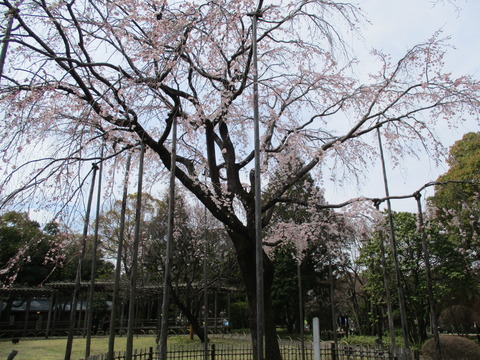63しだれ桜3