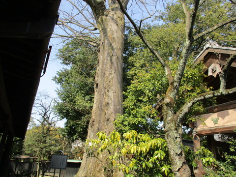 207石川家のケヤキ2