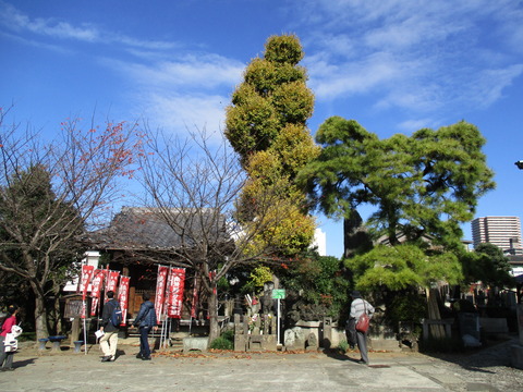 62クロマツ・イチョウ