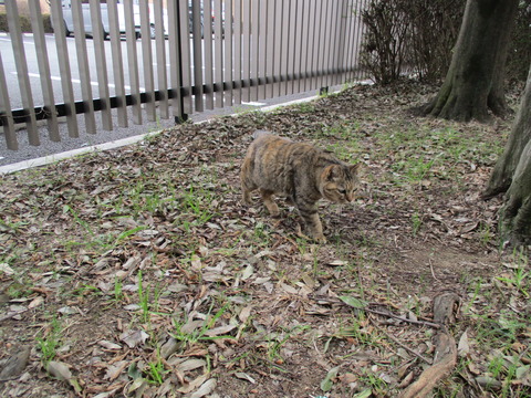 142猫2