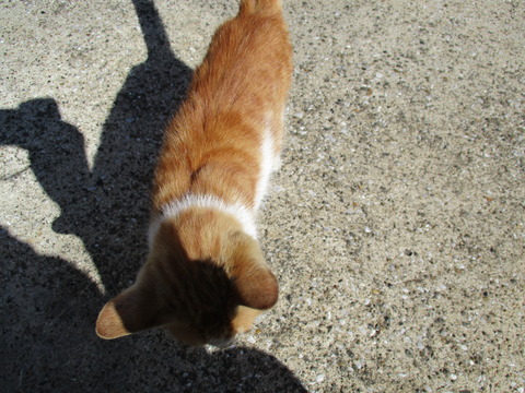 48猫3