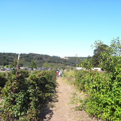 berrypicking13