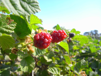 berrypicking18