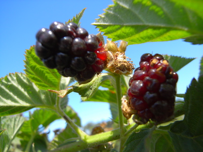 berrypicking17