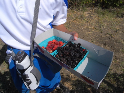 berrypicking21