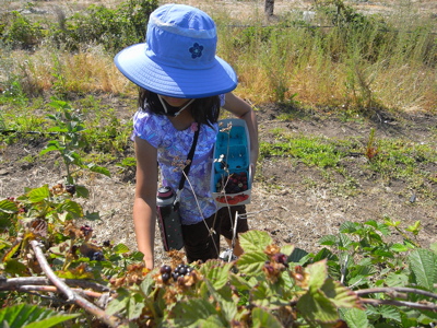 berrypicking20
