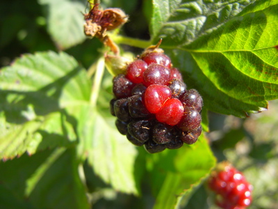 berrypicking19