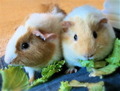 newfamily1