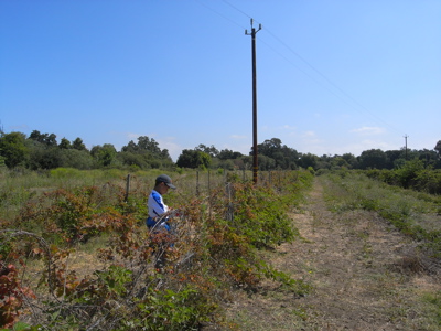 berrypicking22