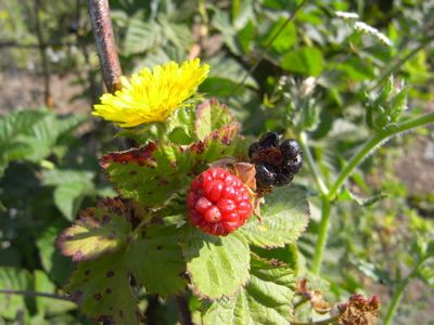 berrypicking16