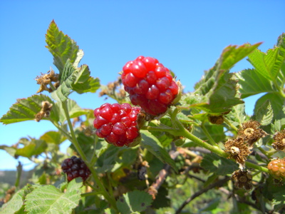 berrypicking12