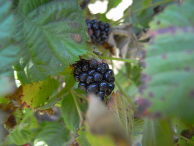 berrypicking15