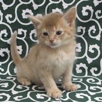 ���ޥ� �᤹�ʣ���ǯ����������ޤ��
