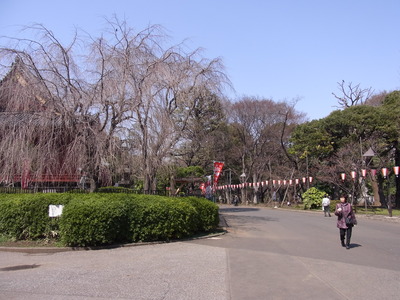 上野公園しだれ桜