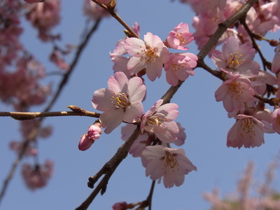 上野公園桜