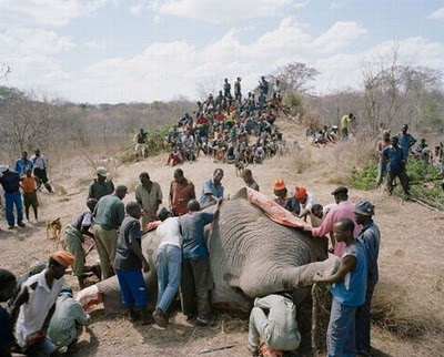 zimbabwe_elephant_03