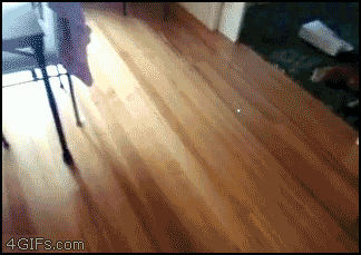 laser-cat-bowling