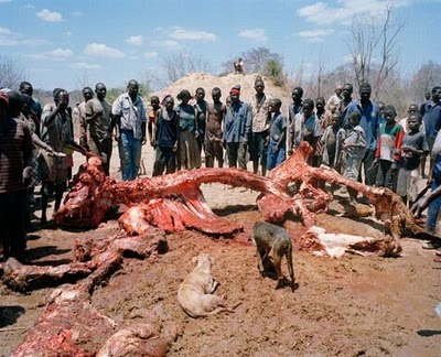 zimbabwe_elephant_06
