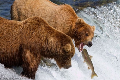 Bear_02