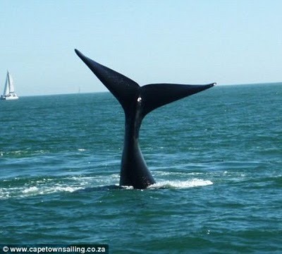 Whale_Crushes_Yacht_04