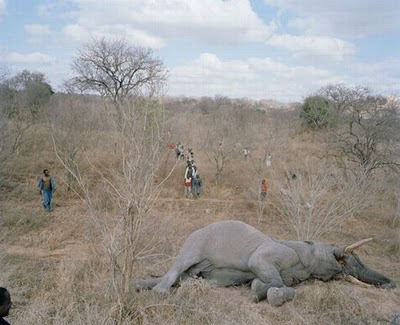 zimbabwe_elephant_02