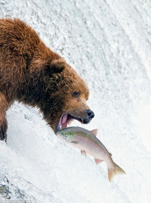 Bear_05