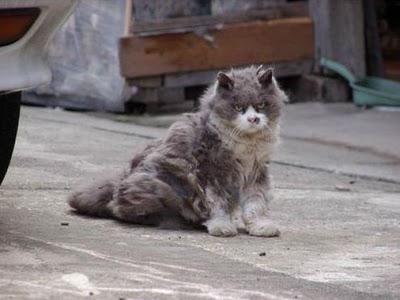 angry_cat_02