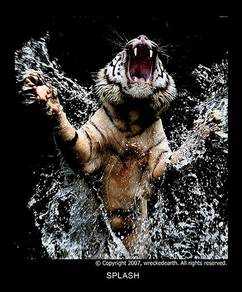 White_Tigers_03