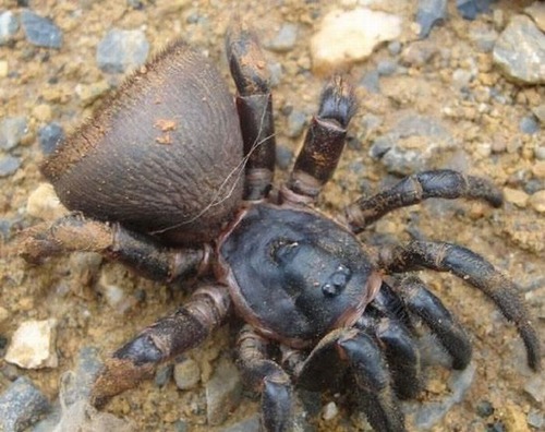 Spider_02