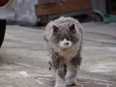 angry_cat_04