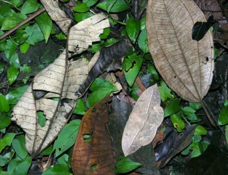 c11-460x354