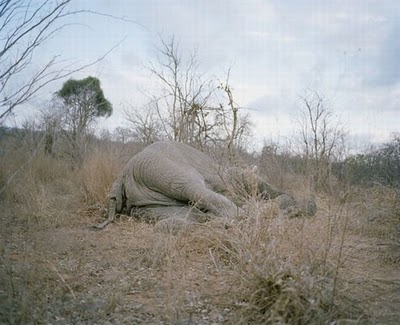 zimbabwe_elephant_01