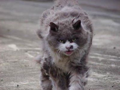 angry_cat_05