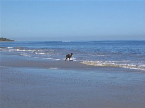 imagesroos_small