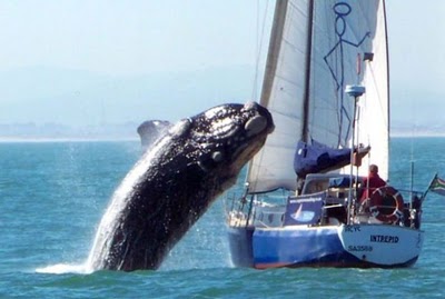 Whale_Crushes_Yacht_01