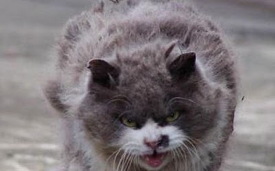 angry_cat_06