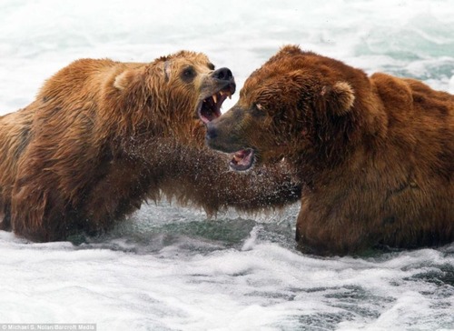 Bear_04