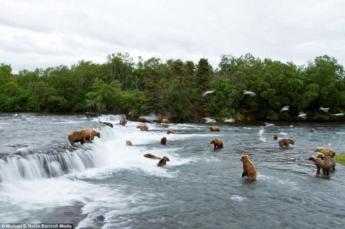 Bear_01