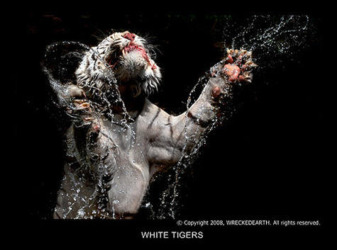White_Tigers_04