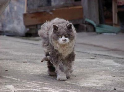 angry_cat_03